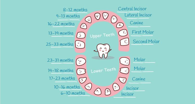 teething starts at what month