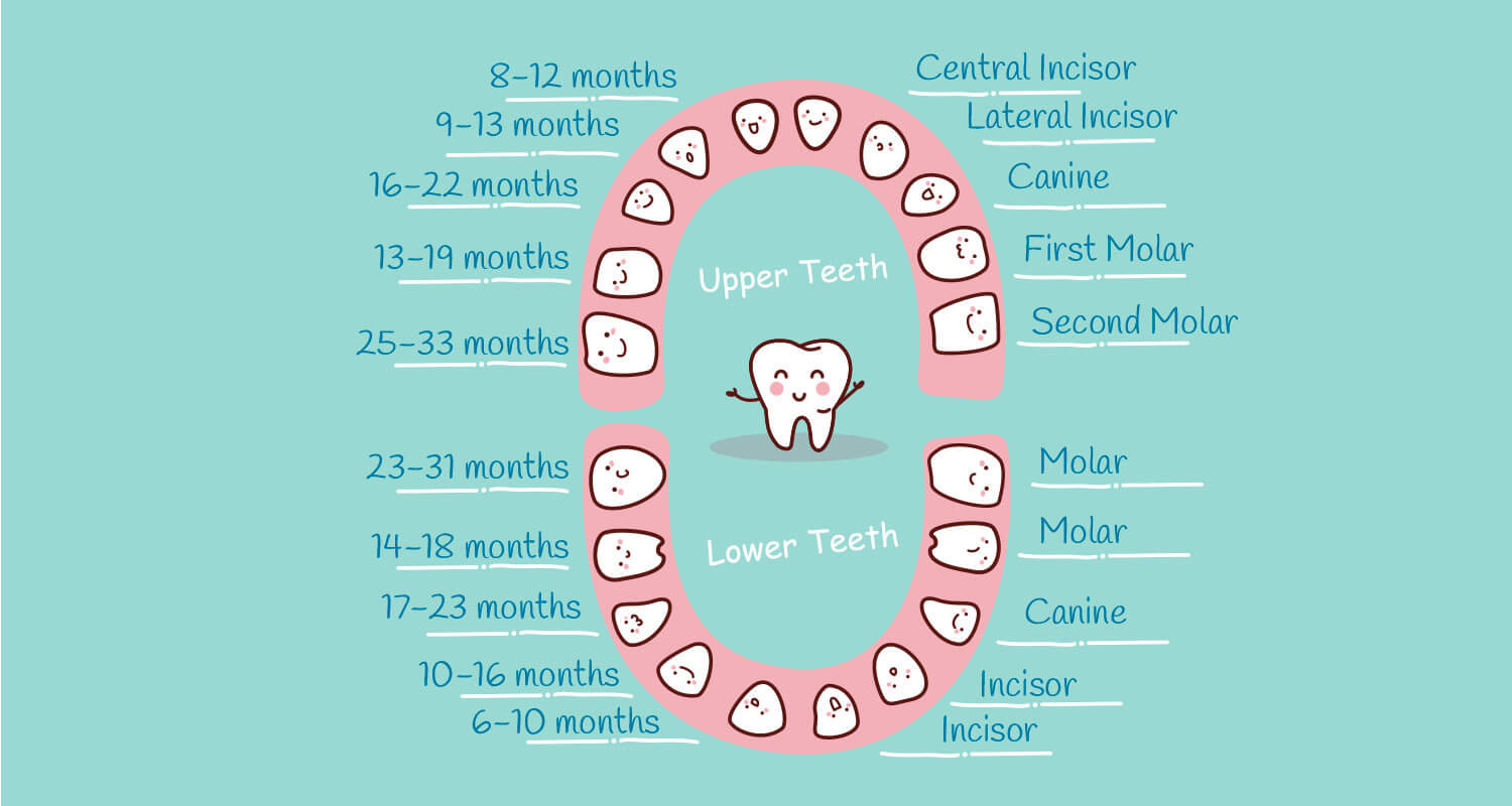 18 month molars