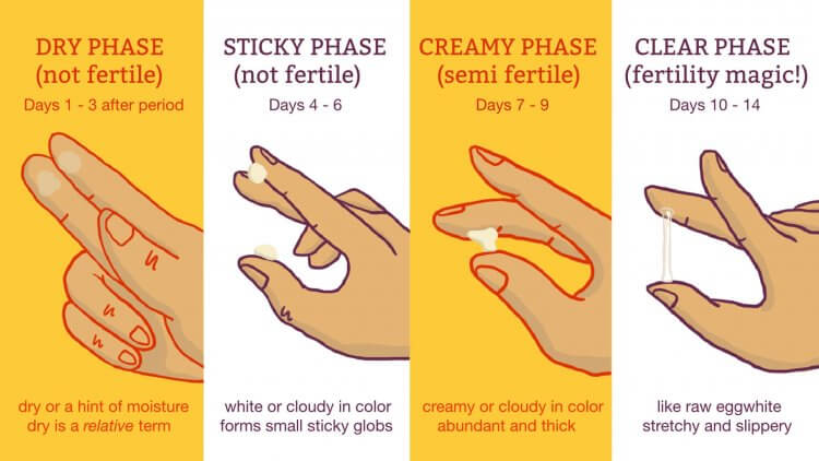 That white discharge that you see? It can tell you how fertile you are,  meaning how high the chances are for you to get pregnant. 🐣 #