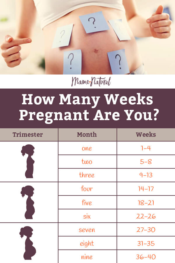 Pregnancy Weeks to Months - How Many Weeks, Months and Trimesters