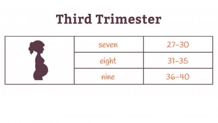 Pregnancy Charts Third Trimester 750x422 
