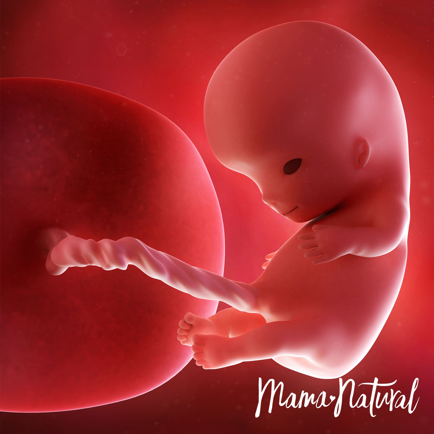 Baby at 10 Weeks Pregnant - Pregnancy Week By Week by Mama Natural