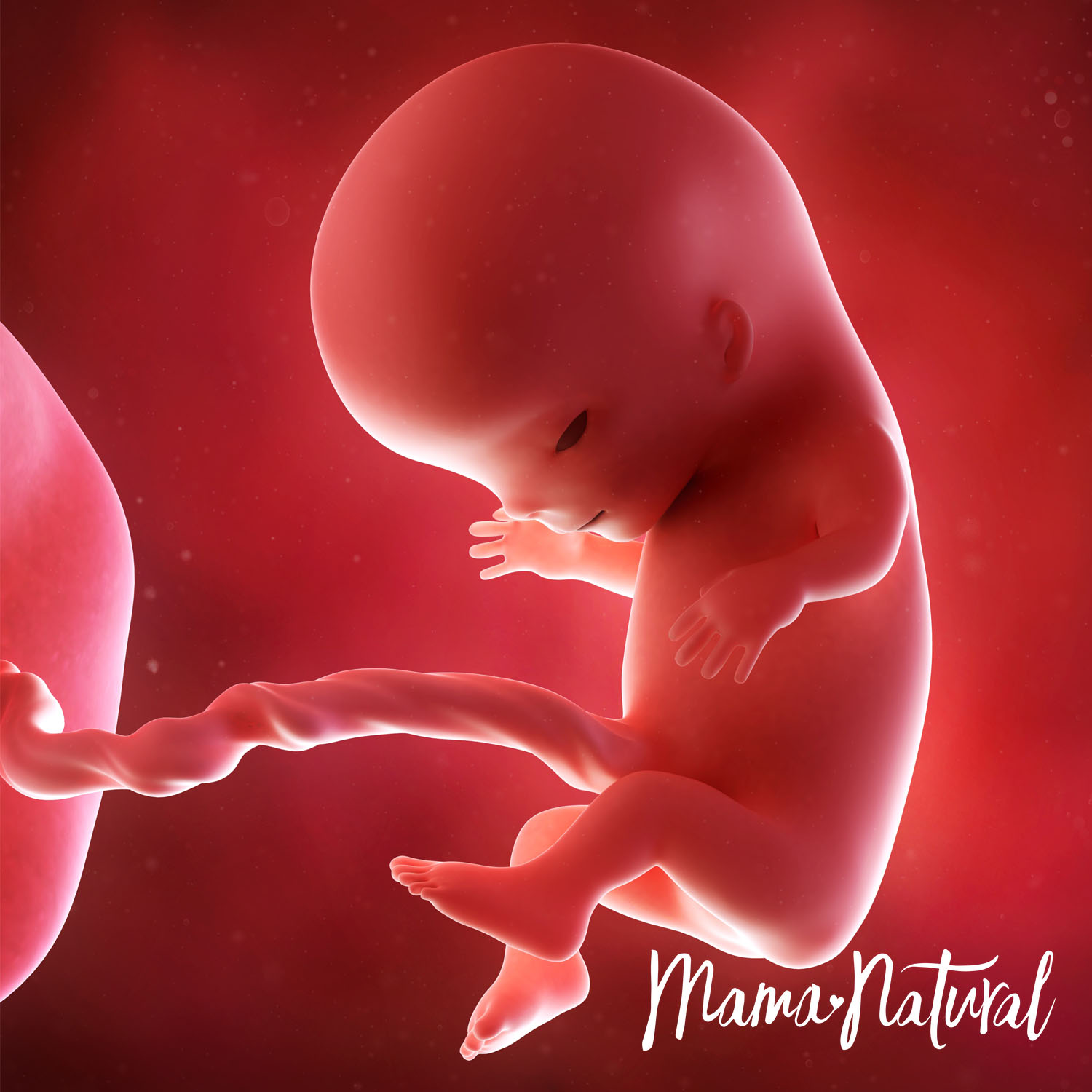 Baby at 11 Weeks Pregnant - Pregnancy Week By Week by Mama Natural