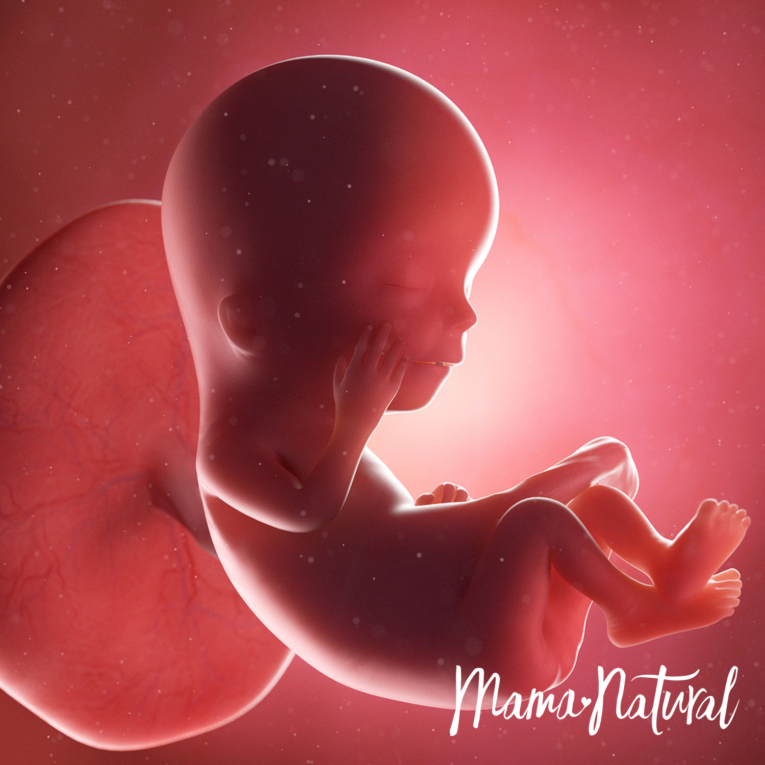 Baby at 12 Weeks Pregnant - Pregnancy Week By Week by Mama Natural