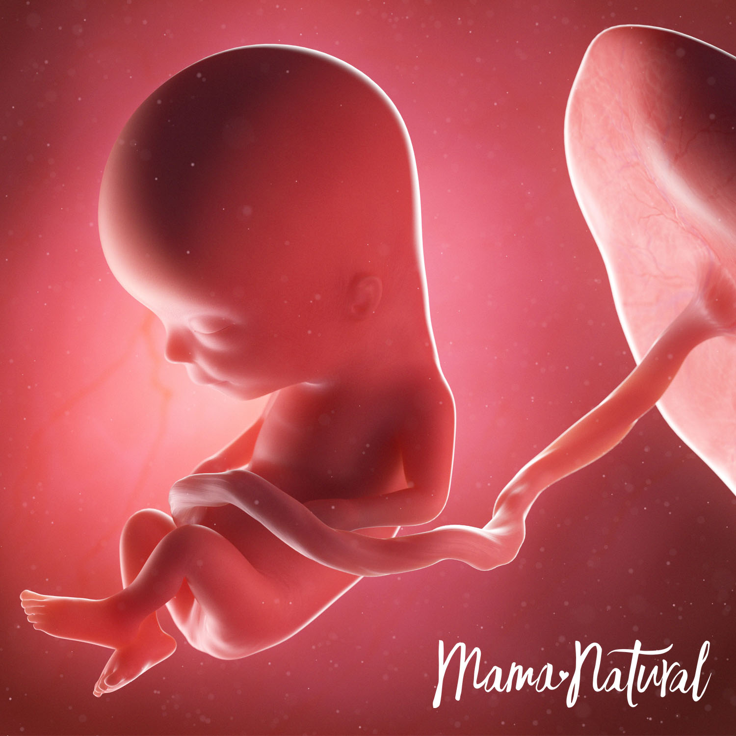 Baby at 13 Weeks Pregnant - Pregnancy Week By Week by Mama Natural