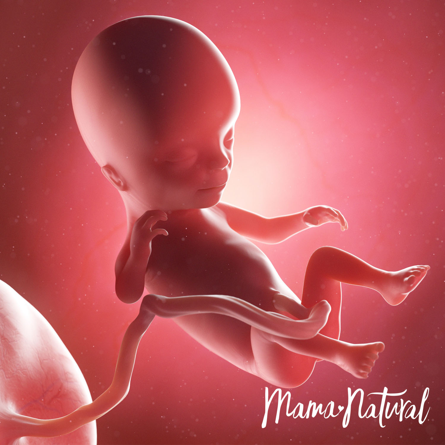 Baby at 14 Weeks Pregnant - Pregnancy Week By Week by Mama Natural