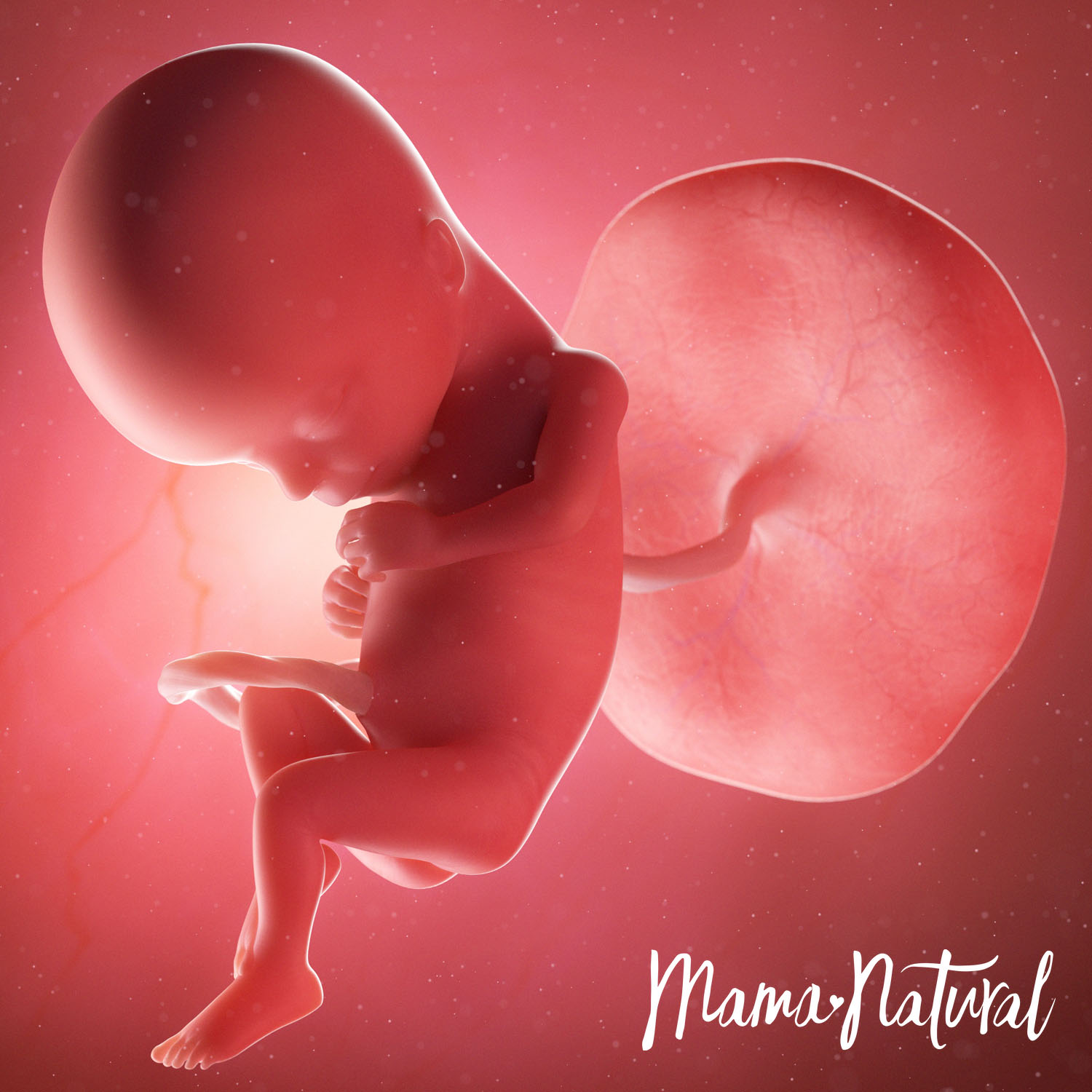 Baby at 15 Weeks Pregnant - Pregnancy Week By Week by Mama Natural