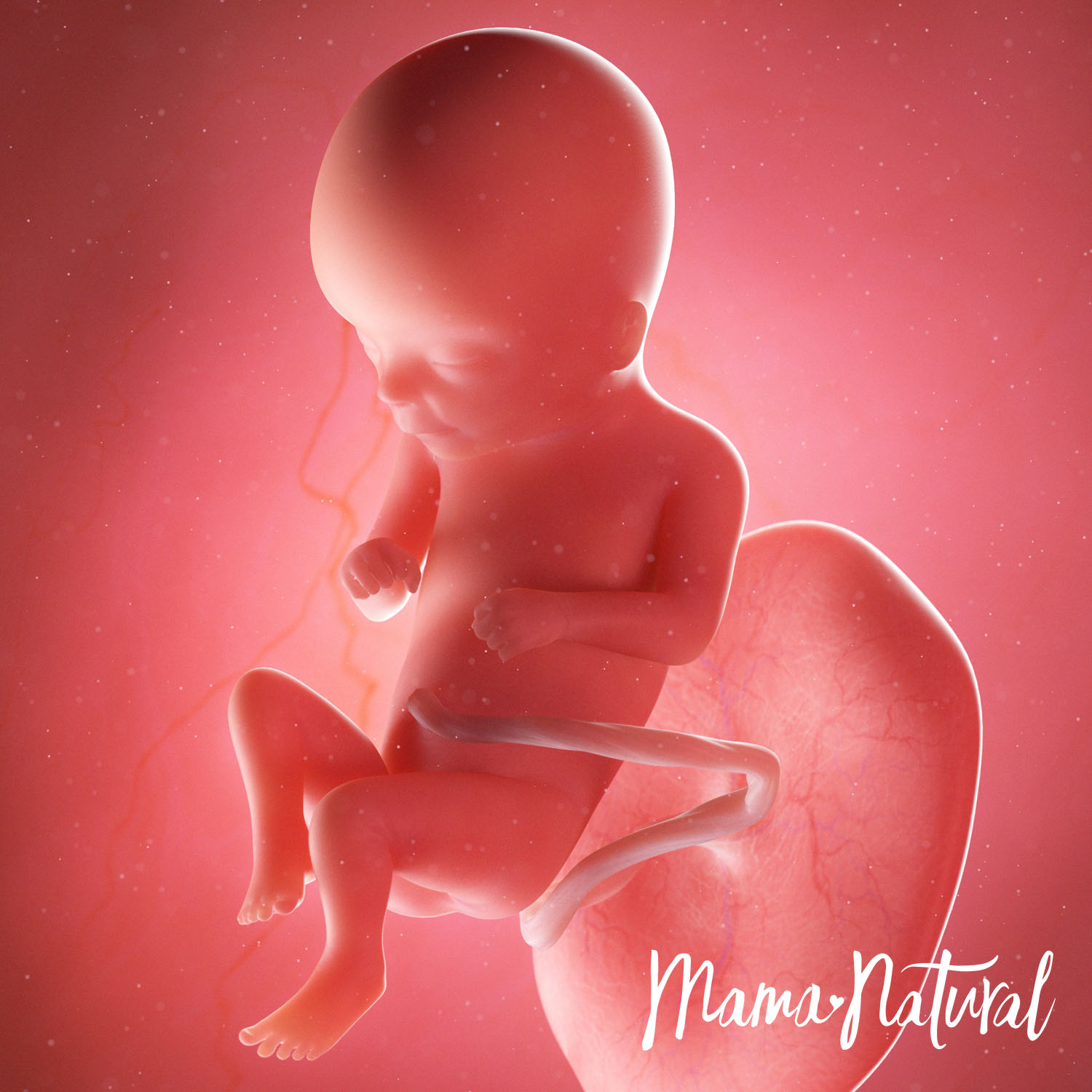 Baby at 16 Weeks Pregnant - Pregnancy Week By Week by Mama Natural