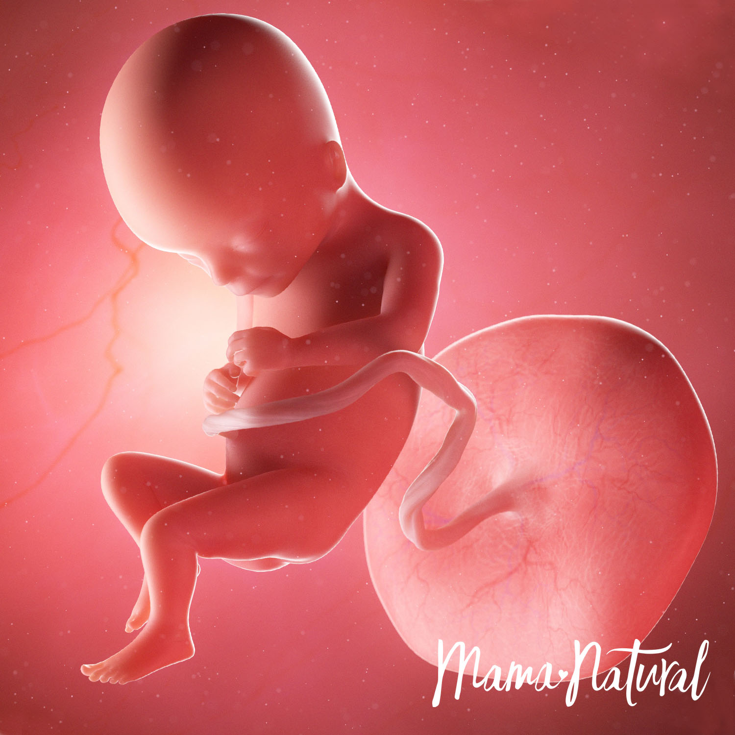 Baby at 17 Weeks Pregnant - Pregnancy Week By Week by Mama Natural