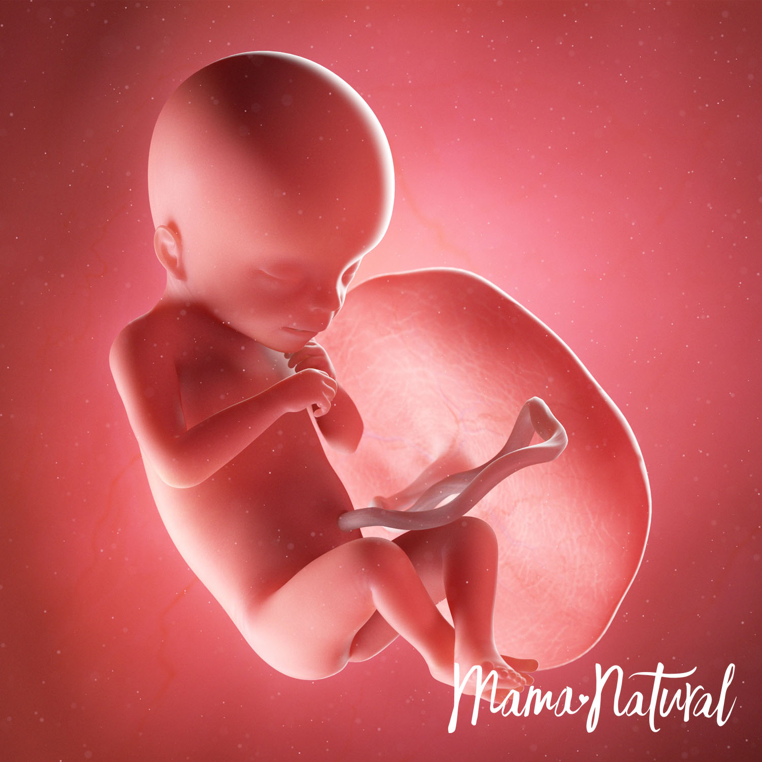 Baby at 18 Weeks Pregnant - Pregnancy Week By Week by Mama Natural