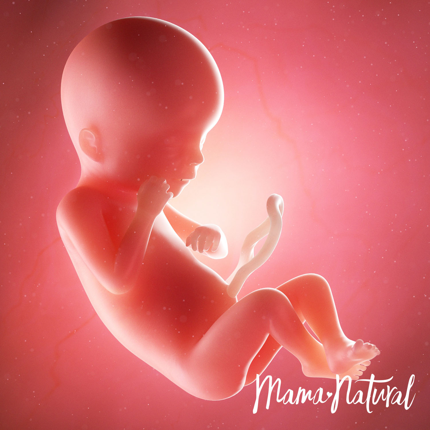 Baby at 19 Weeks Pregnant - Pregnancy Week By Week by Mama Natural