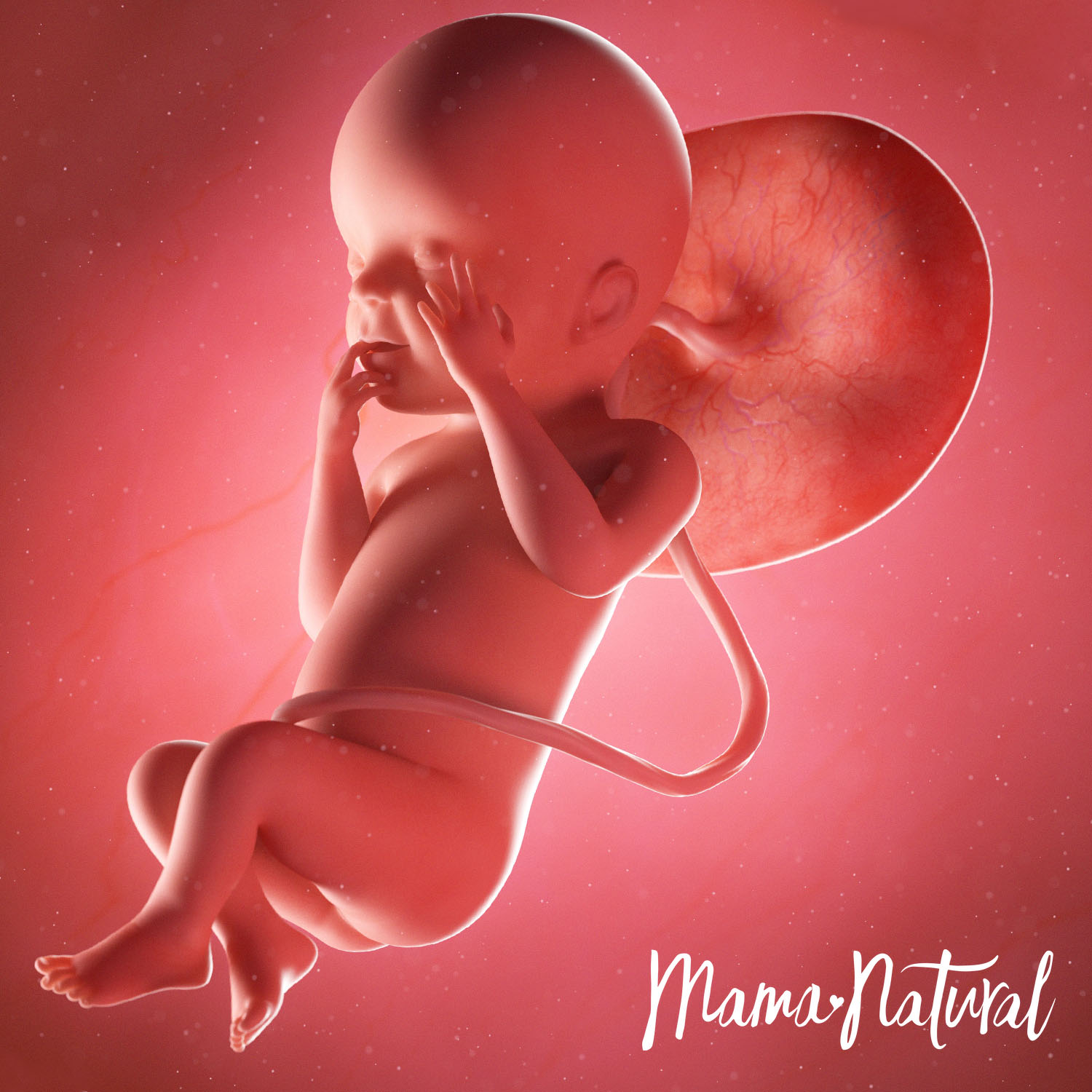 Baby at 23 Weeks Pregnant - Pregnancy Week By Week by Mama Natural