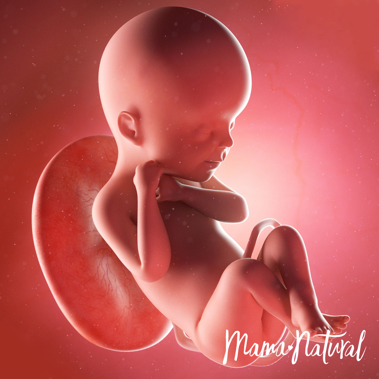 Baby at 24 Weeks Pregnant - Pregnancy Week By Week by Mama Natural