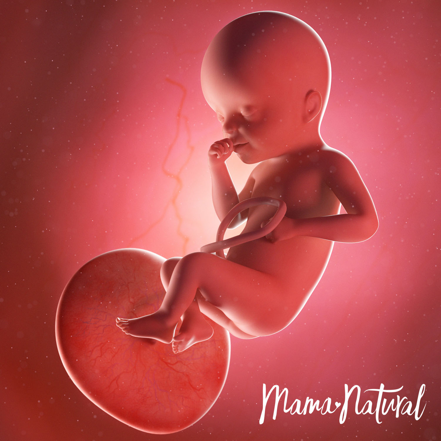 Baby at 25 Weeks Pregnant - Pregnancy Week By Week by Mama Natural