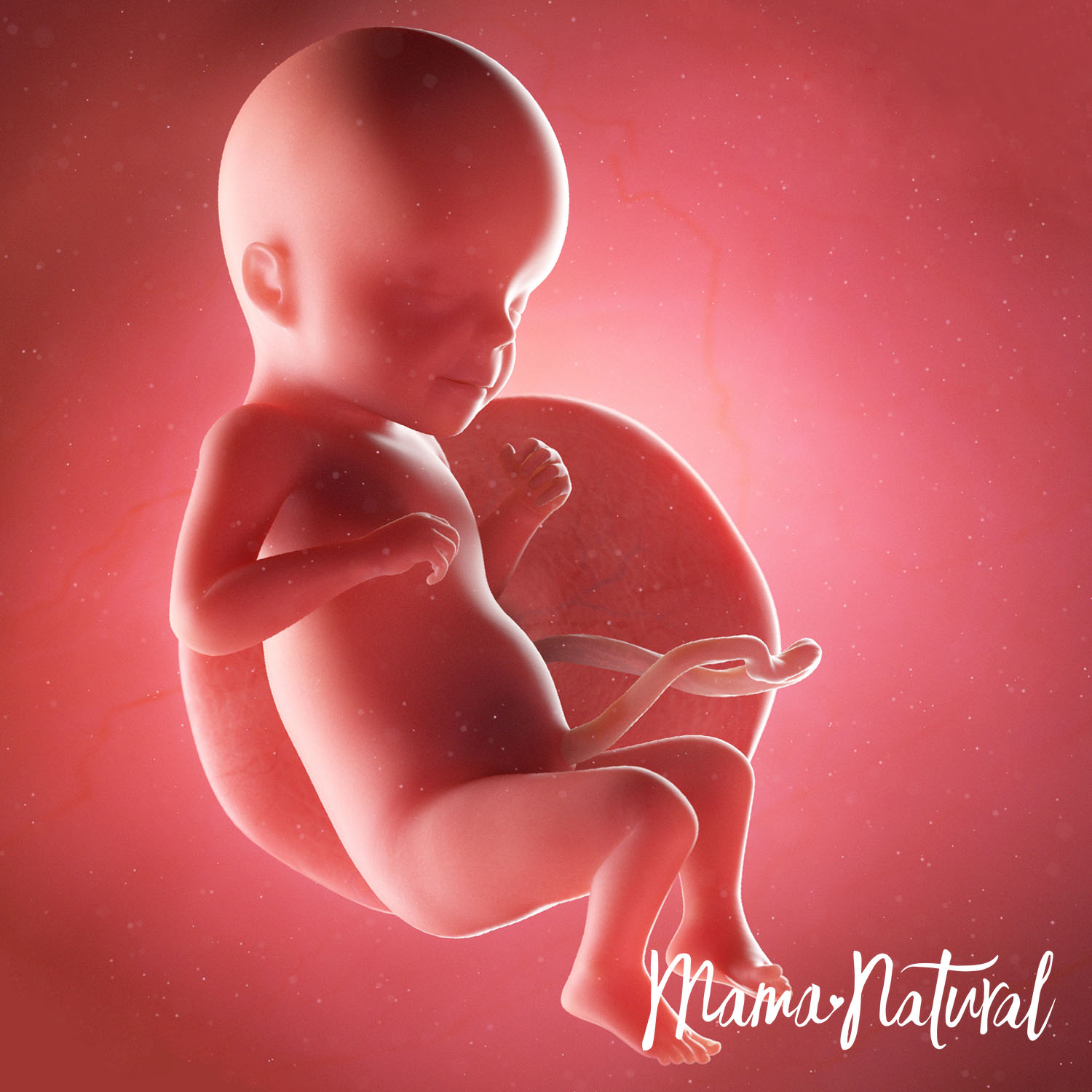 Baby at 26 Weeks Pregnant - Pregnancy Week By Week by Mama Natural