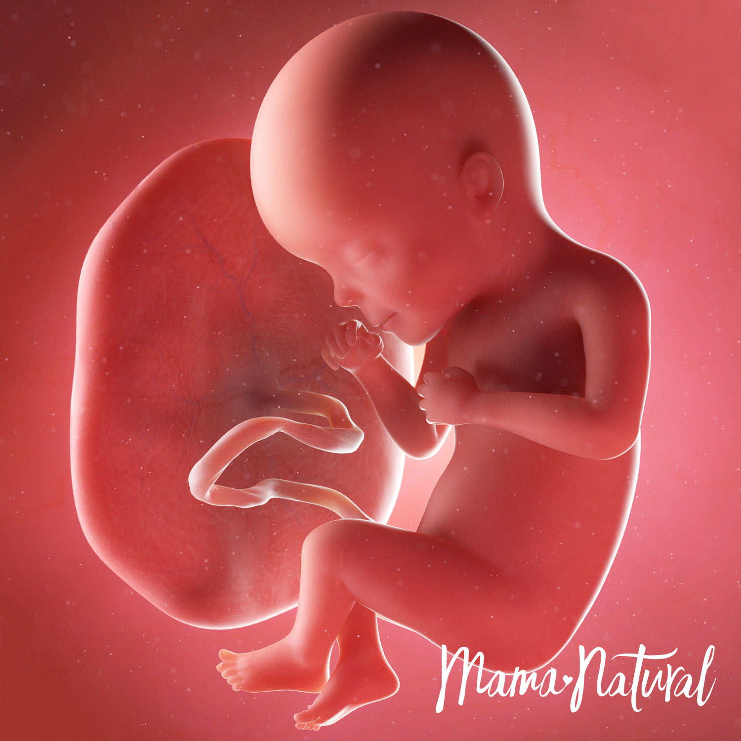 Baby at 27 Weeks Pregnant - Pregnancy Week By Week by Mama Natural