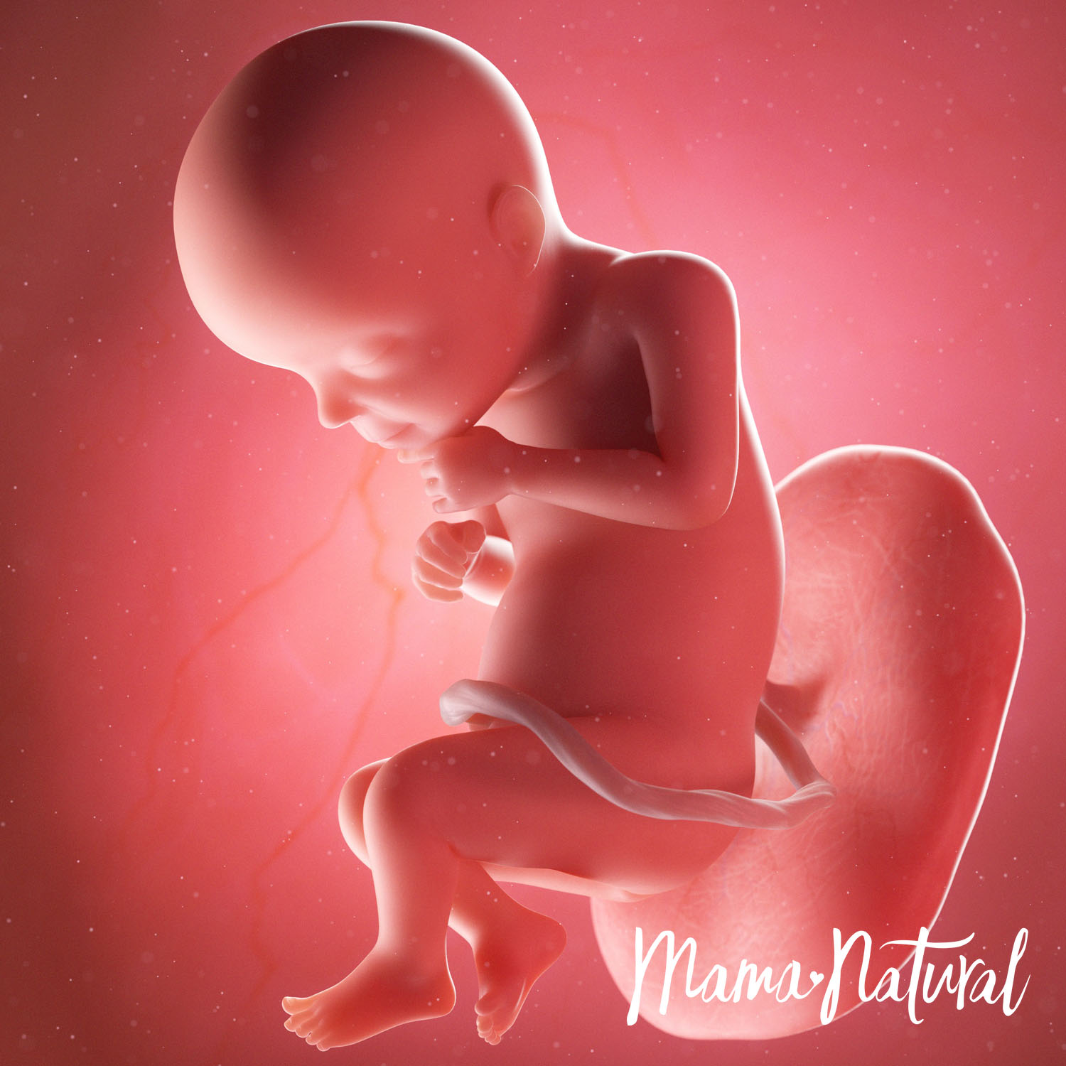 Baby at 28 Weeks Pregnant - Pregnancy Week By Week by Mama Natural