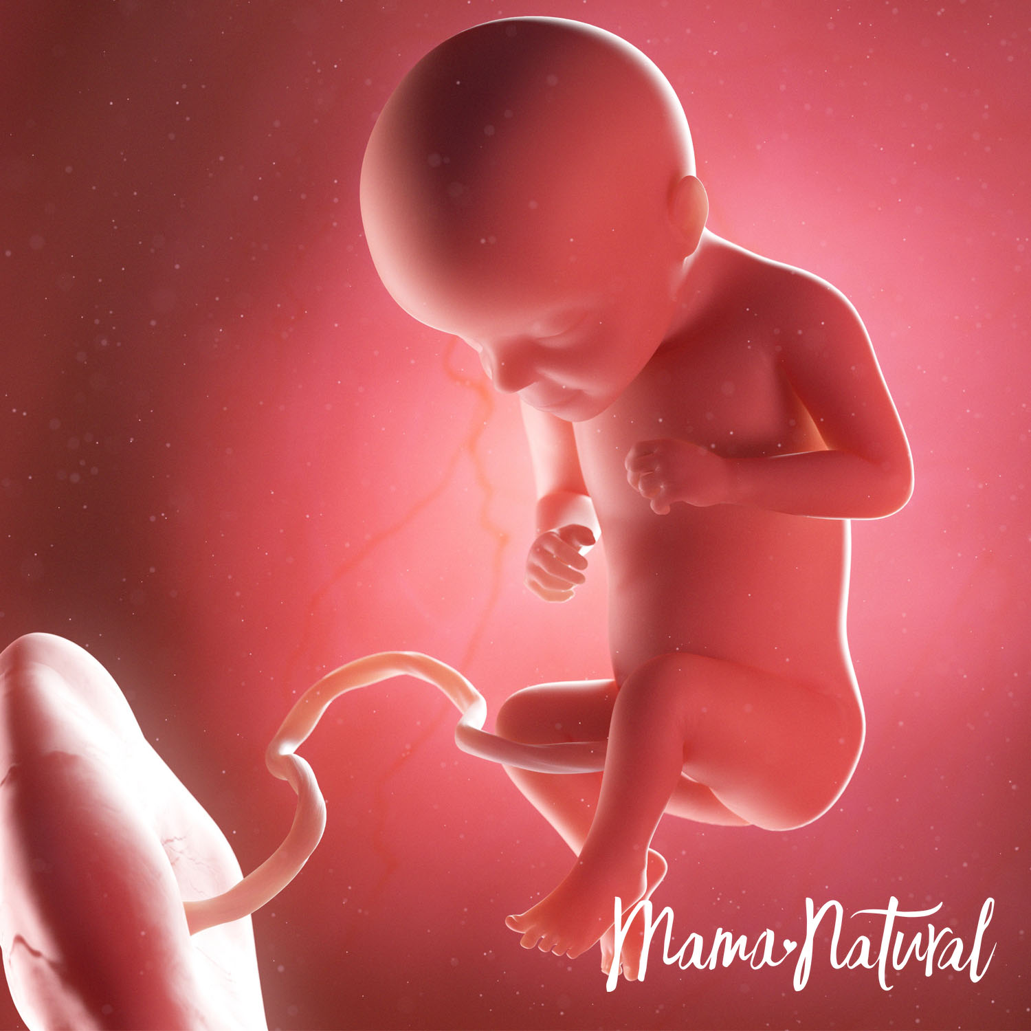 Baby at 29 Weeks Pregnant - Pregnancy Week By Week by Mama Natural