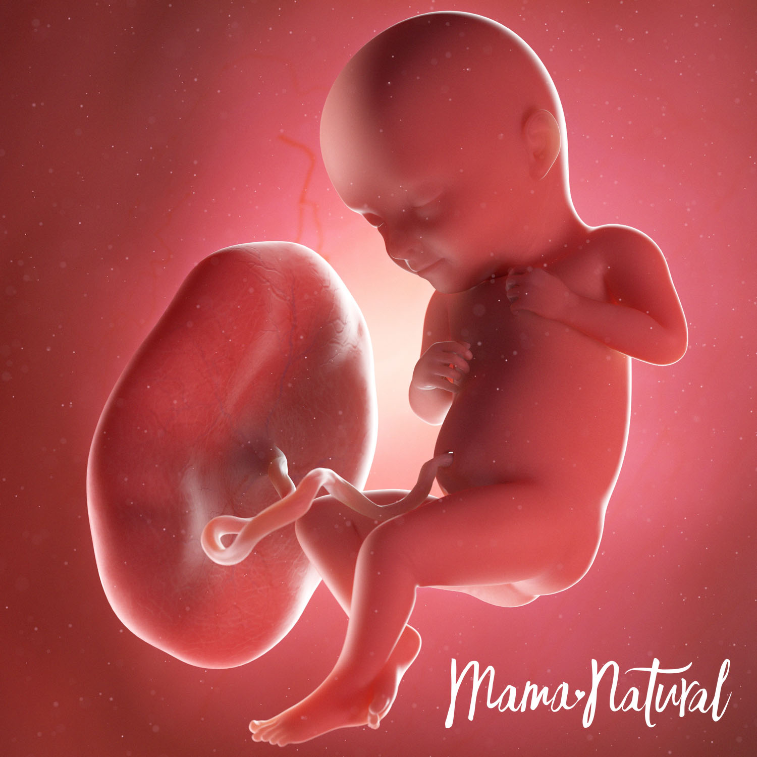 Baby at 32 Weeks Pregnant - Pregnancy Week By Week by Mama Natural
