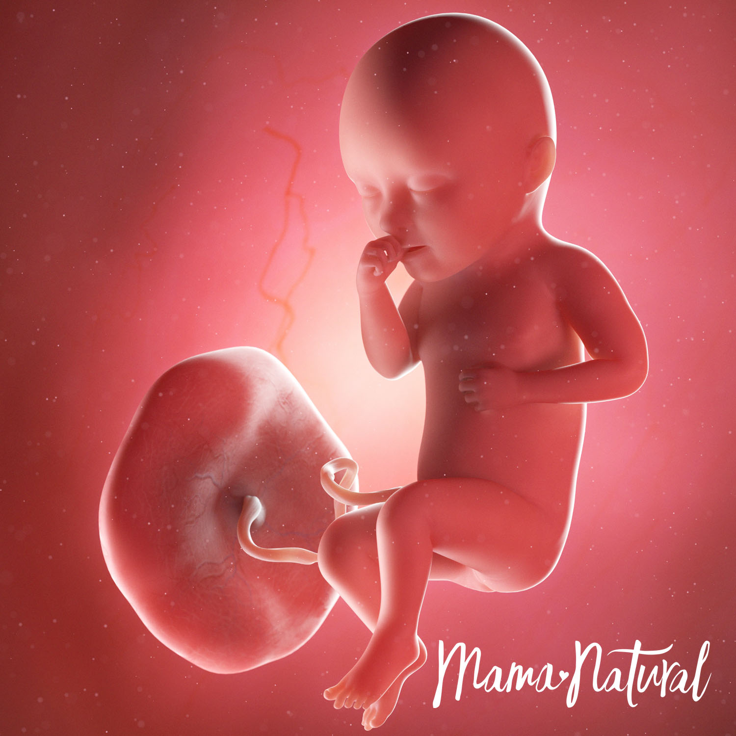 Baby at 34 Weeks Pregnant - Pregnancy Week By Week by Mama Natural