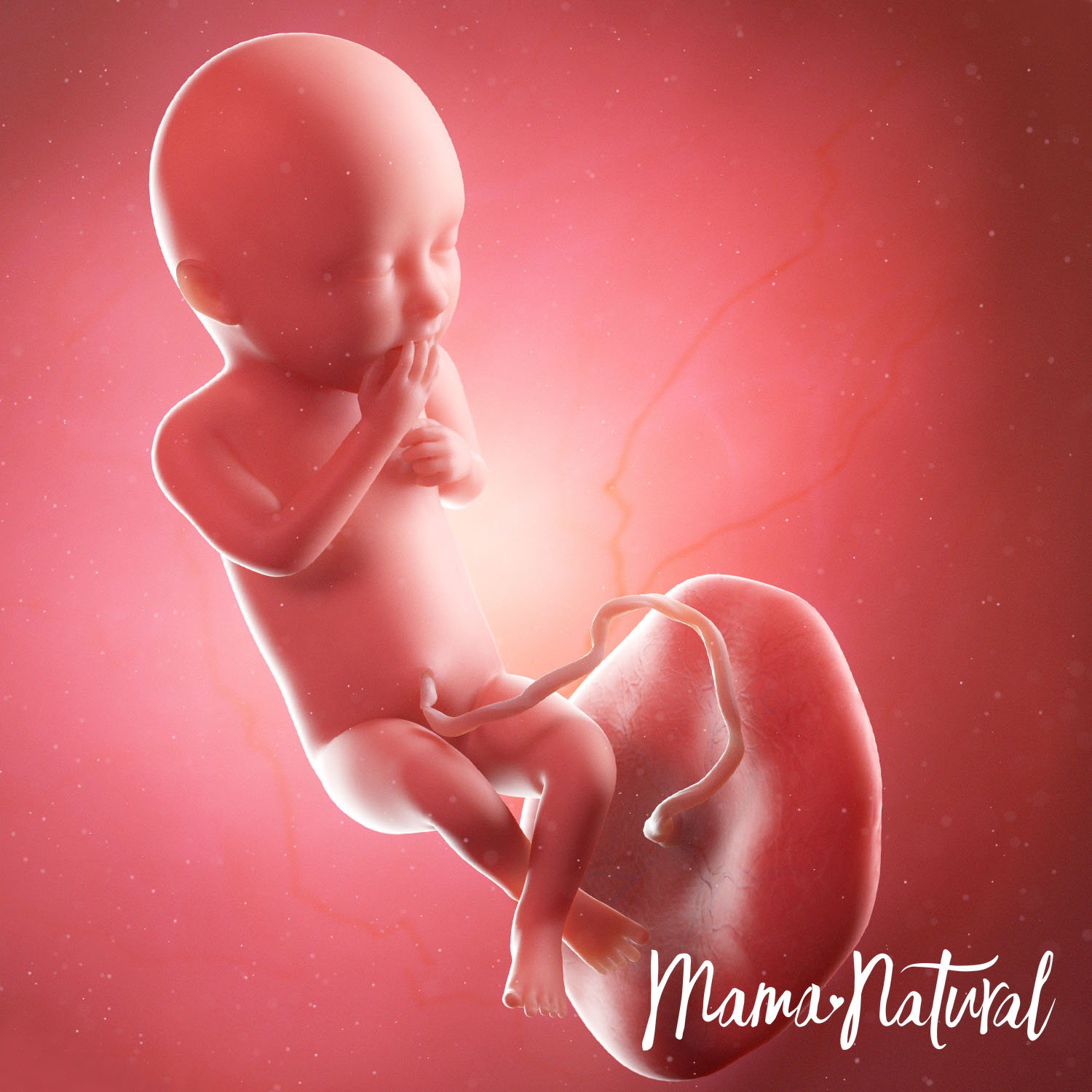 Baby at 36 Weeks Pregnant - Pregnancy Week By Week by Mama Natural