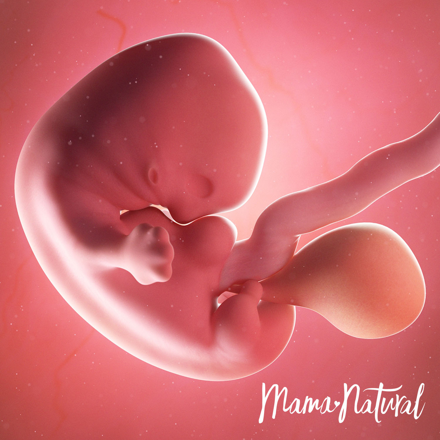 Baby at 7 Weeks Pregnant - Pregnancy Week By Week by Mama Natural