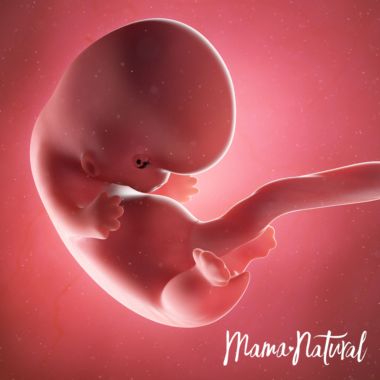 Baby at 8 Weeks Pregnant - Pregnancy Week By Week by Mama Natural