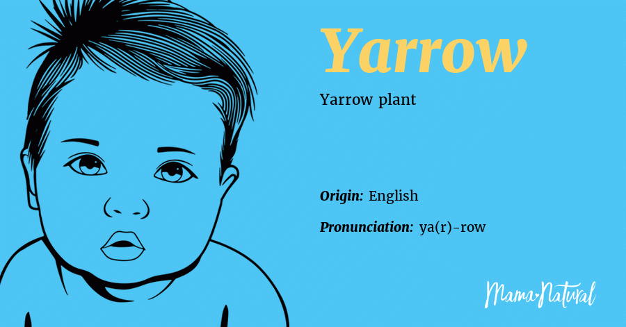 Yarrow Name Meaning Origin Popularity Boy Names Like Yarrow