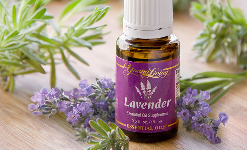 100% Natural Plant Extract Aromatherapy Oils Manufacturer, Bulk Organic  English Lavender Essential Oil 100% Pure for Skin Care Therapeutic-Grade,  Sample Free - China English Lavender Essential Oil and Lavender Essential  Oil price